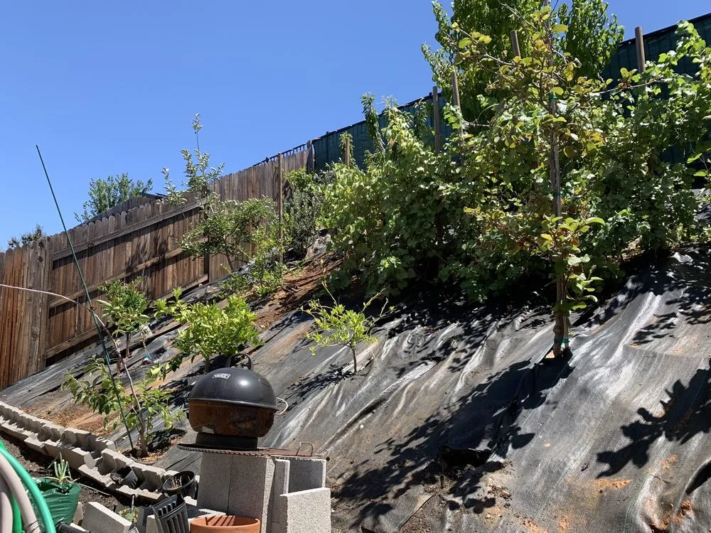 Professional yard maintenance in Cameron Park, CA by Bernal's Landscaping & Maintenance