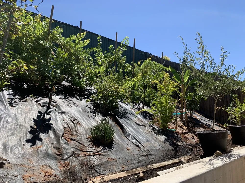 Expert landscape design for year-round maintenance across Cameron Park, CA - Bernal's Landscaping & Maintenance