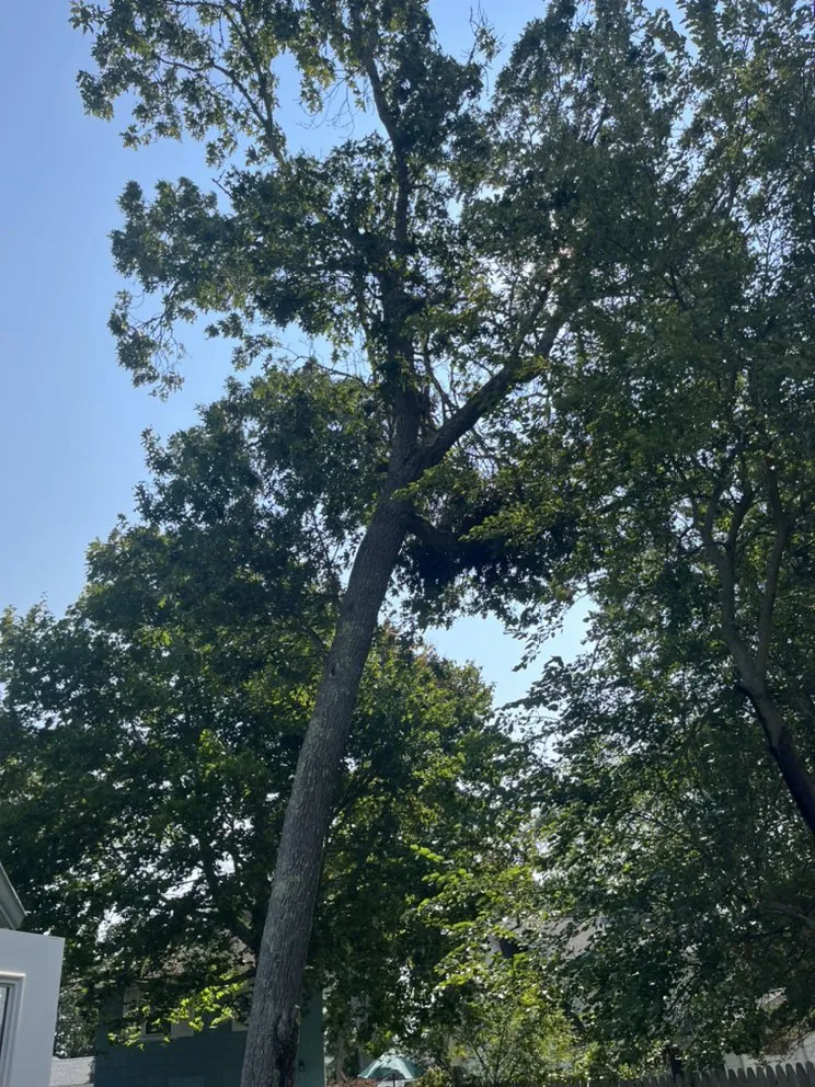 Expert lawn mowing service experts serving North Falmouth, MA - Bernard Landscaping