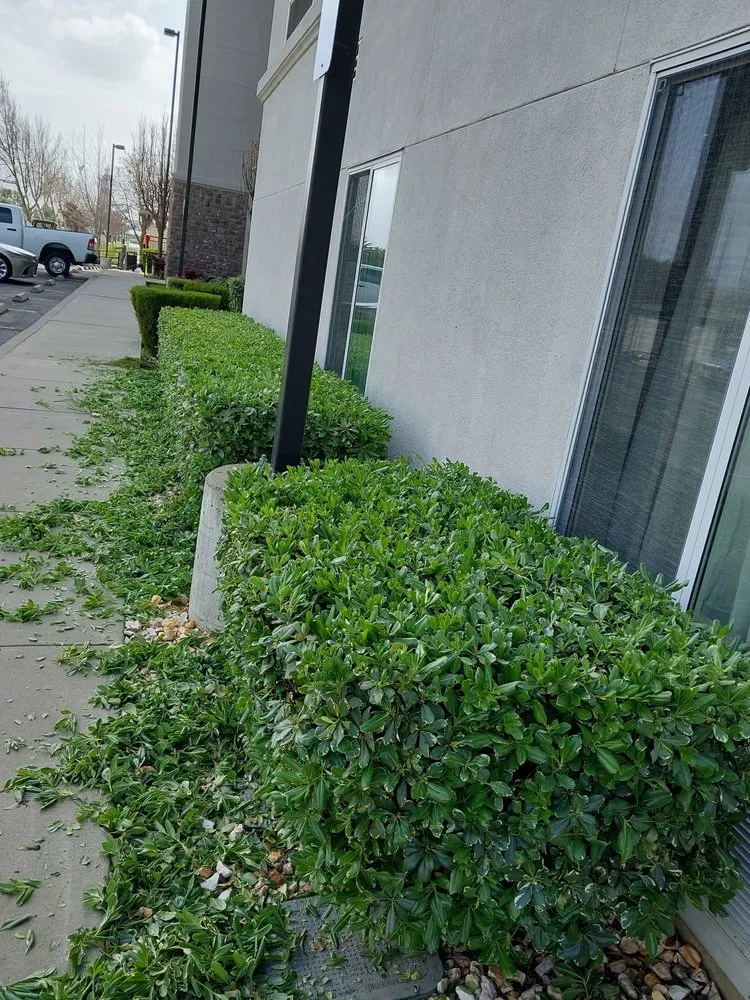 Expert landscape installation in Vacaville, CA - Bernardo velazquez