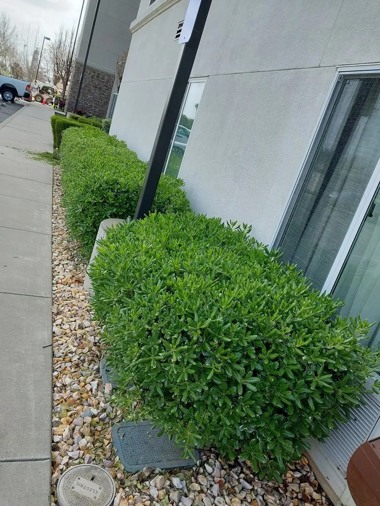 Reliable outdoor landscaping for beautiful yards in Vacaville, CA by Bernardo velazquez