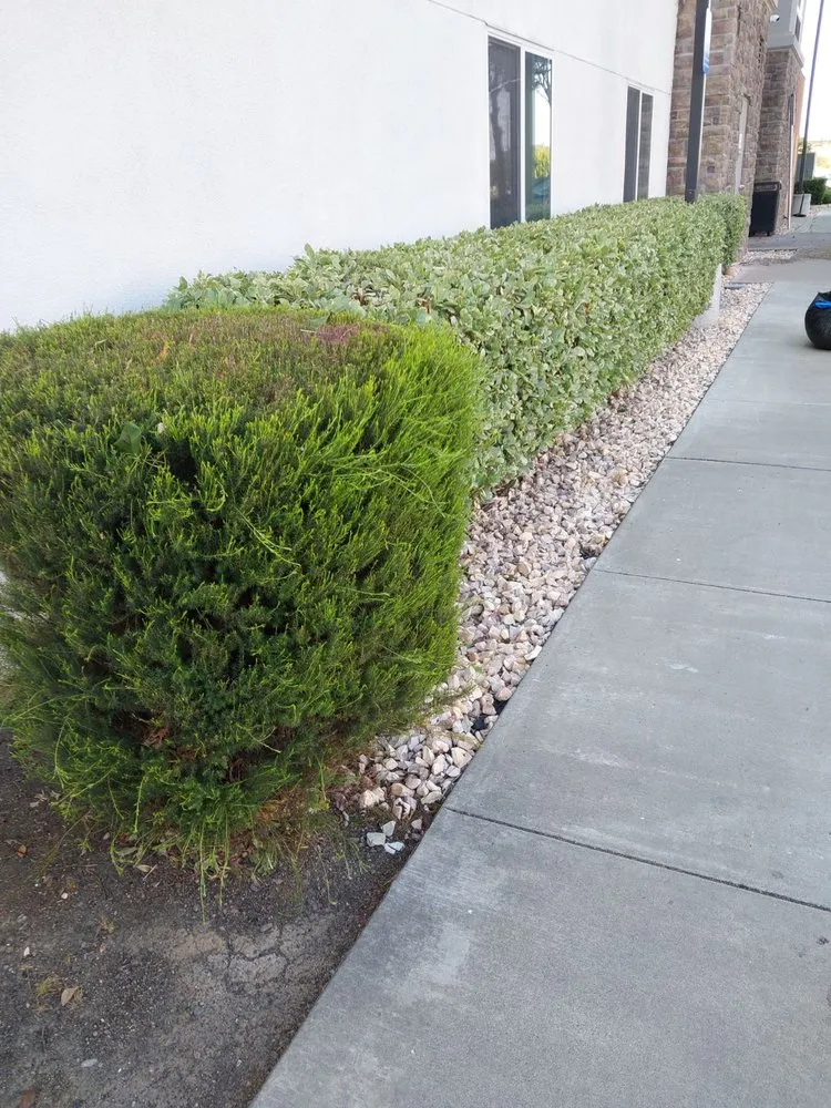 Trusted landscape installation in Vacaville, CA - Bernardo velazquez