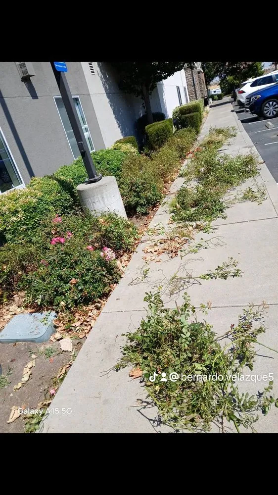 Reliable landscape design near you across Vacaville, CA - Bernardo velazquez