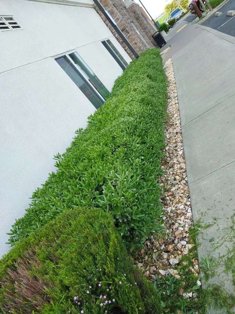 Reliable yard cleanup service for homes in Vacaville, CA by Bernardo velazquez