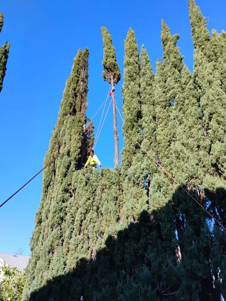 Reliable outdoor landscaping for beautiful yards across San Jose, CA - Bernards Fencing