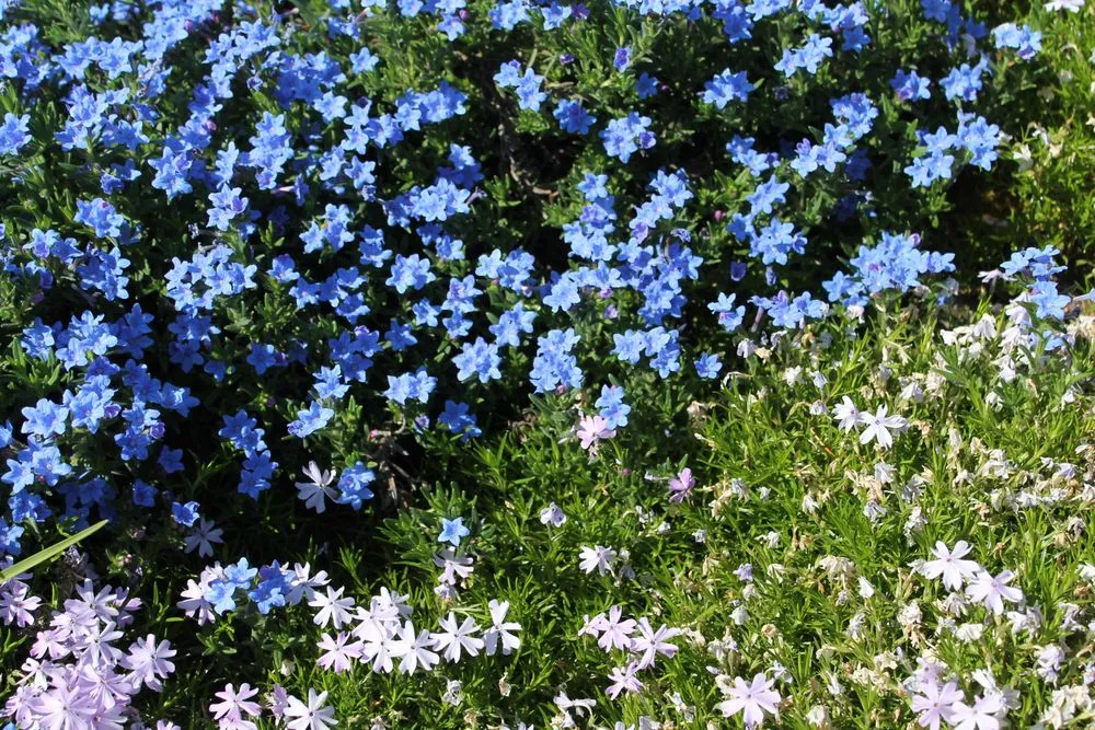 Trusted lawn care service experts serving Marylhurst, OR - Bernhard Landscape Maintance