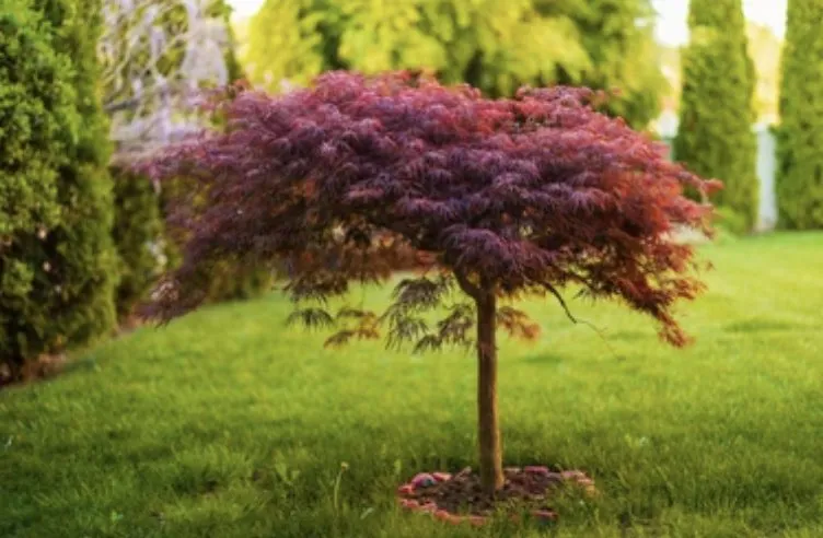 Custom residential landscaping experts serving Marylhurst, OR - Bernhard Landscape Maintance