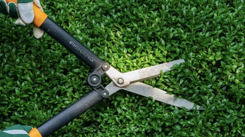 Local yard cleanup service in Marylhurst, OR by Bernhard Landscape Maintance