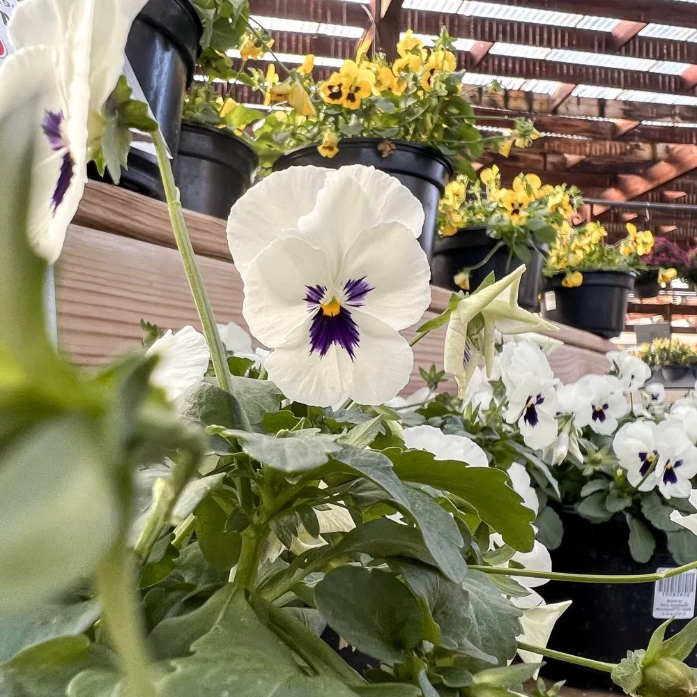 Top-rated lawn care service in Beavercreek, OH - Berns Garden Center