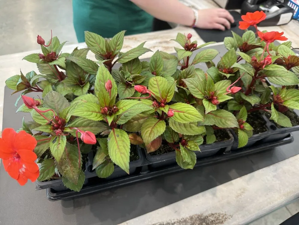 Trusted lawn mowing service in Beavercreek, OH by Berns Garden Center