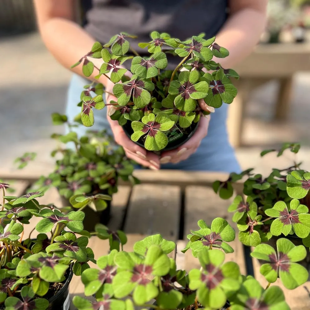 Reliable yard maintenance near you across Beavercreek, OH - Berns Garden Center