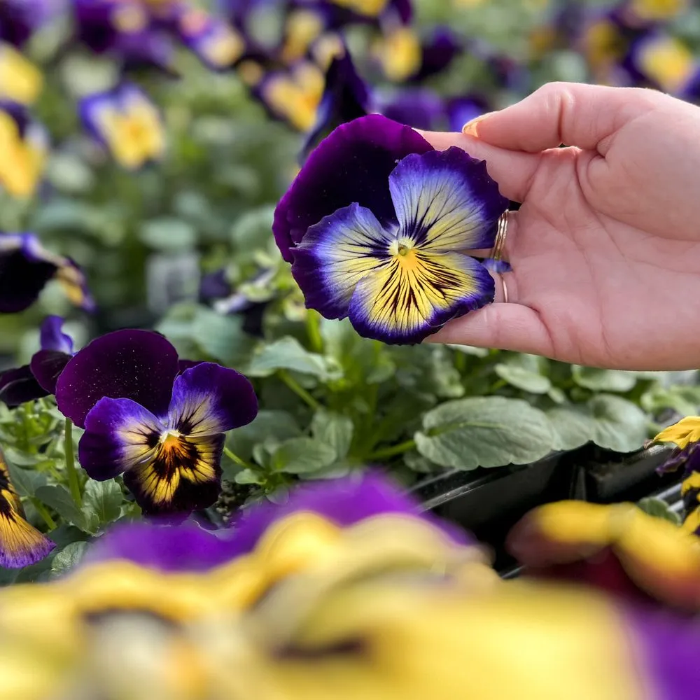 Affordable yard cleanup service experts serving Beavercreek, OH - Berns Garden Center