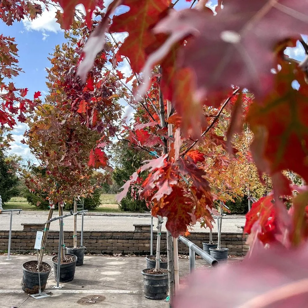 Expert garden landscaping in Beavercreek, OH by Berns Garden Center