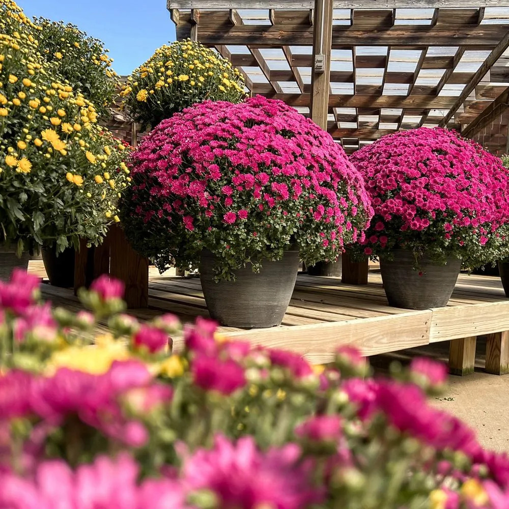 Local yard maintenance experts serving Beavercreek, OH - Berns Garden Center