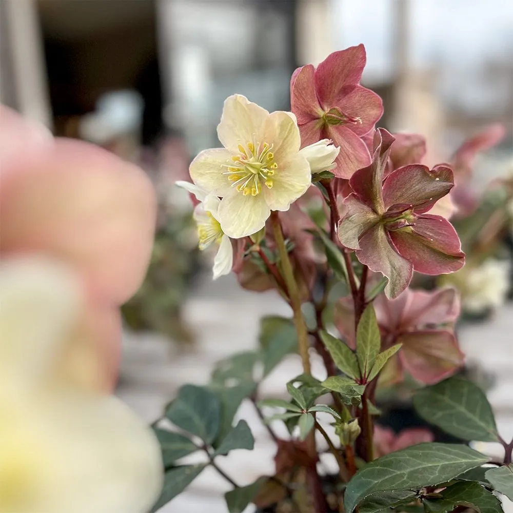 Reliable landscape installation with custom design across Beavercreek, OH - Berns Garden Center