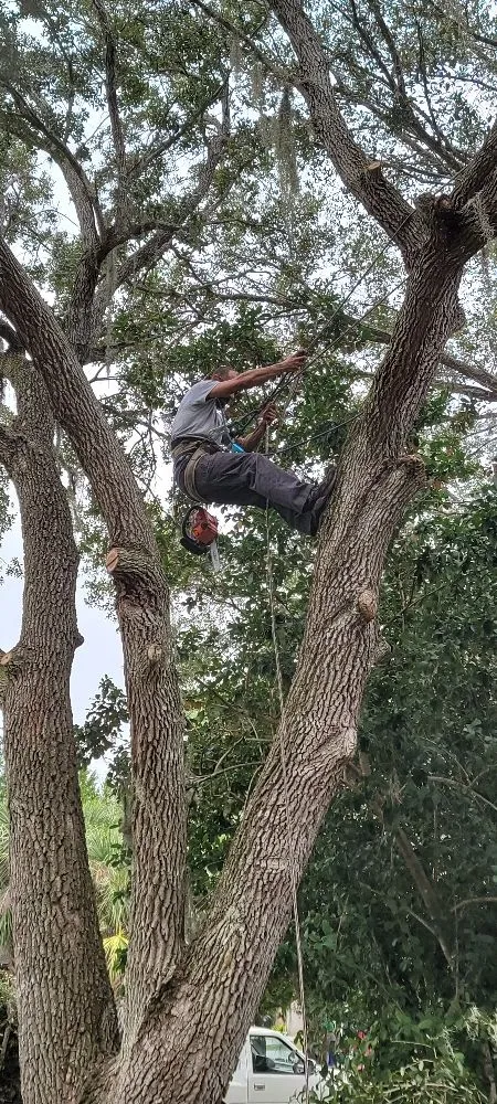 Trusted lawn care service in Port Charlotte, FL by berserker patriot store lawn and trees