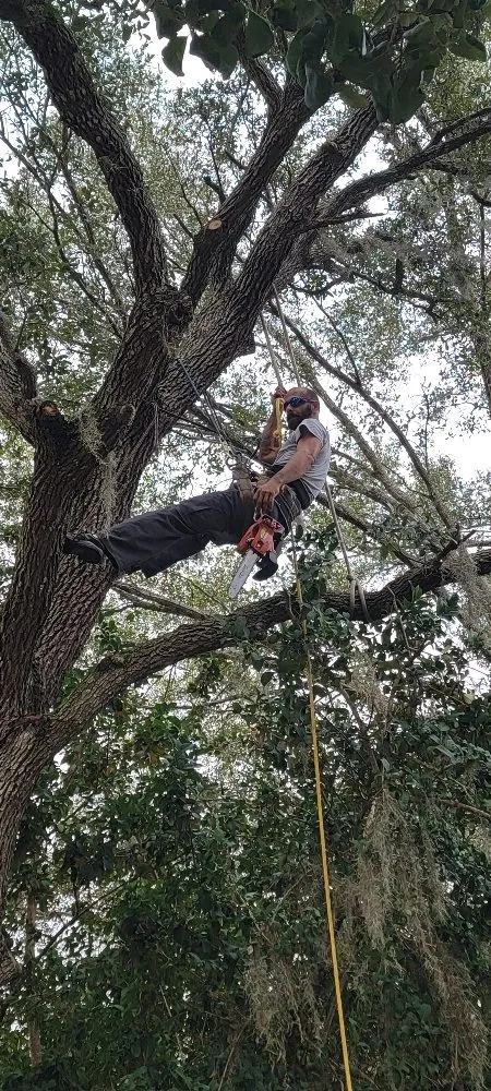 Professional outdoor landscaping in Port Charlotte, FL - berserker patriot store lawn and trees