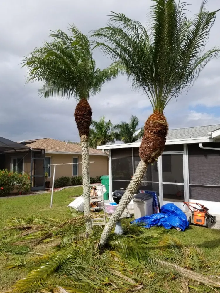 Affordable lawn mowing service in Port Charlotte, FL - berserker patriot store lawn and trees