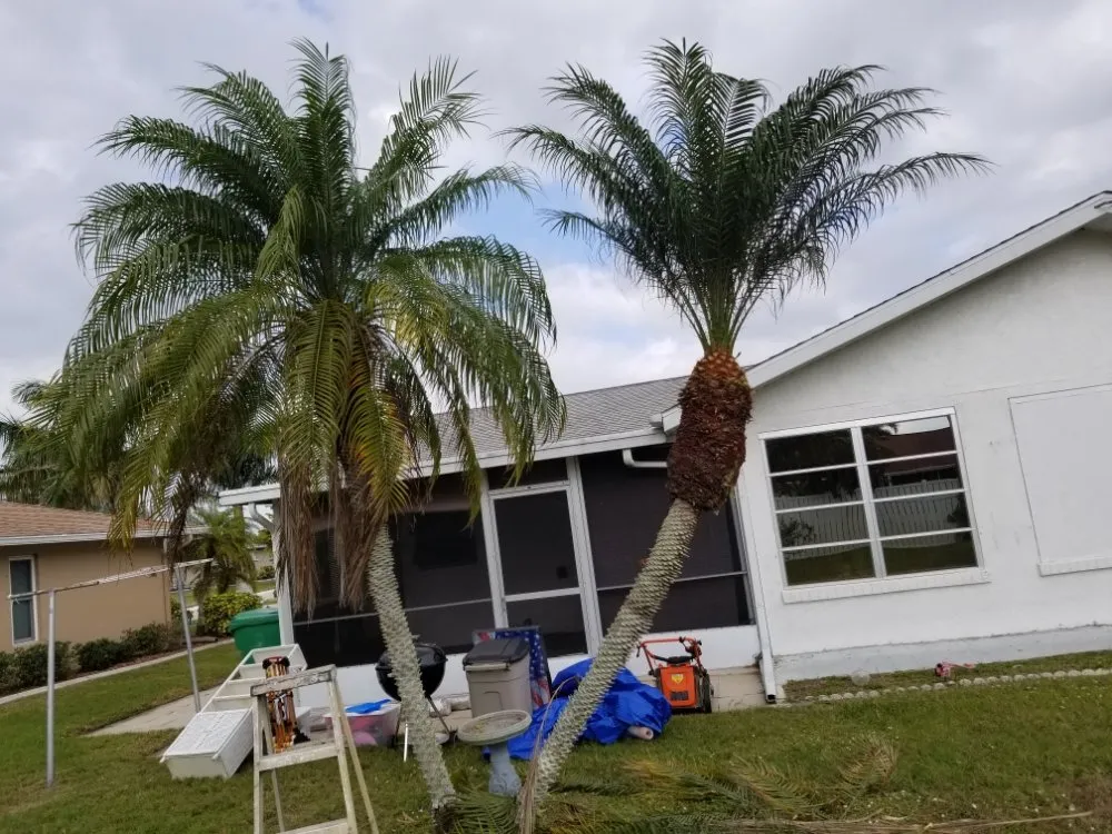 Affordable landscaping services in Port Charlotte, FL - berserker patriot store lawn and trees