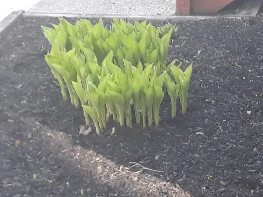 Professional landscape installation with custom design in Attleboro, MA by Bertoni & Sons Landscaping