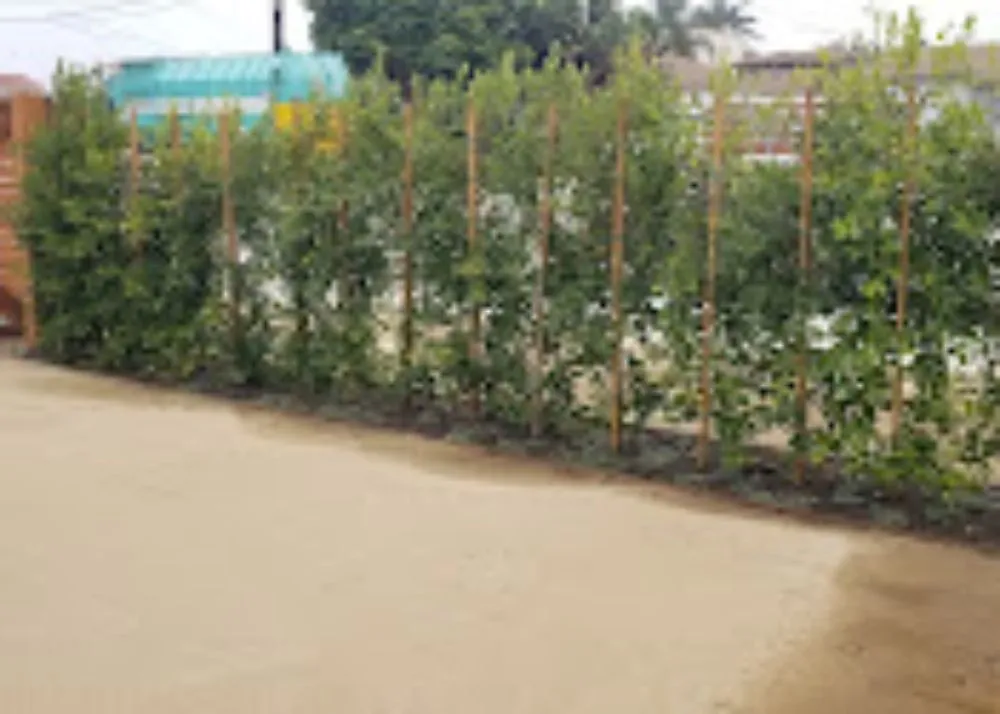 Custom yard maintenance for outdoor upgrades across Oxnard, CA - Berumen Landscape