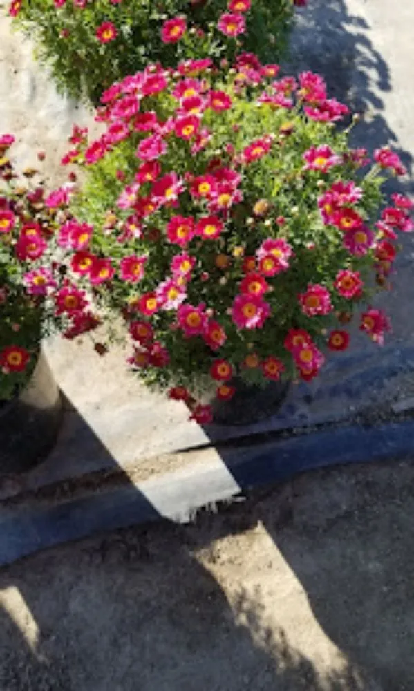 Trusted garden landscaping experts serving Oxnard, CA - Berumen Landscape