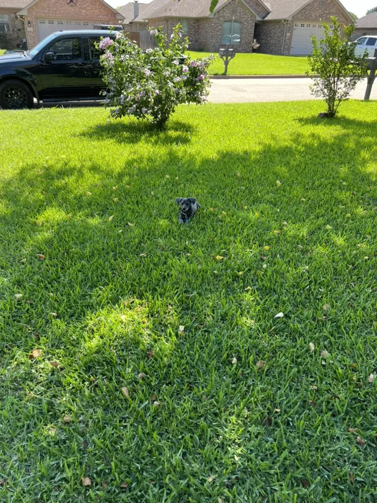 Professional landscape design experts serving Bullard, TX - Beshirs Landscaping