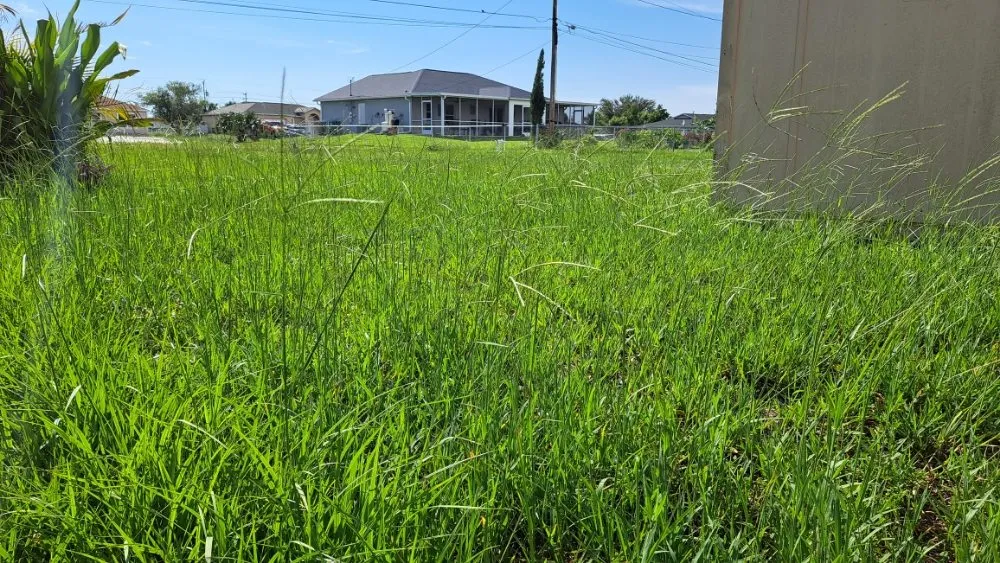 Affordable yard maintenance in Fort Myers, FL - Bess Forget the Rest Lawn and Landscaping