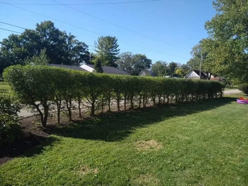 Professional yard maintenance near you across Columbus, OH - Best Bros Lawncare