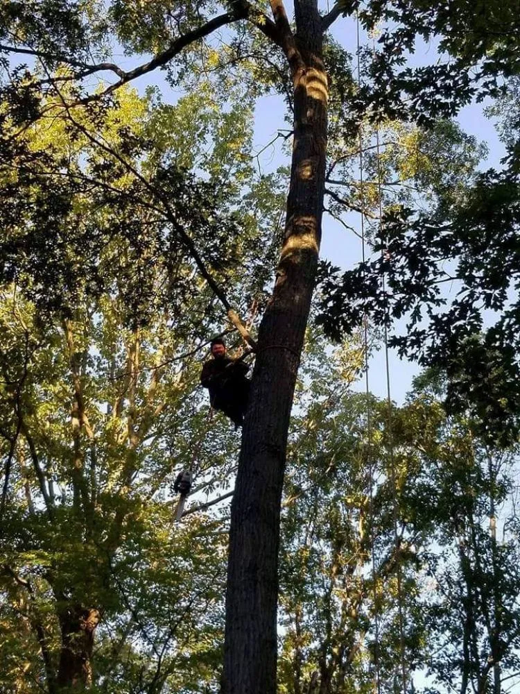 Affordable landscape design in Annapolis, MD by Best Business Service