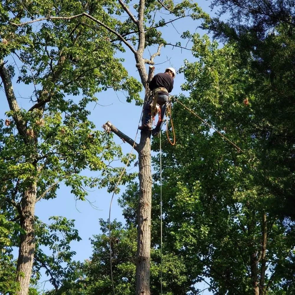 Professional yard maintenance for outdoor upgrades across Annapolis, MD - Best Business Service