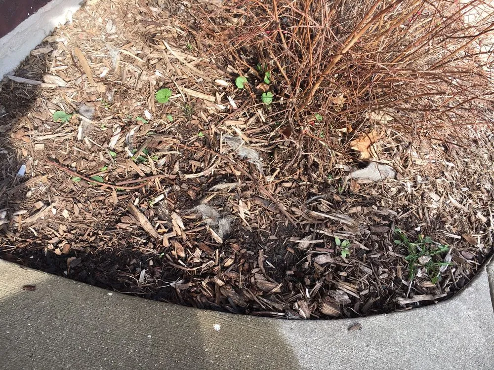 Expert lawn mowing service near you in Wauwatosa, WI by Best Choice Landscape