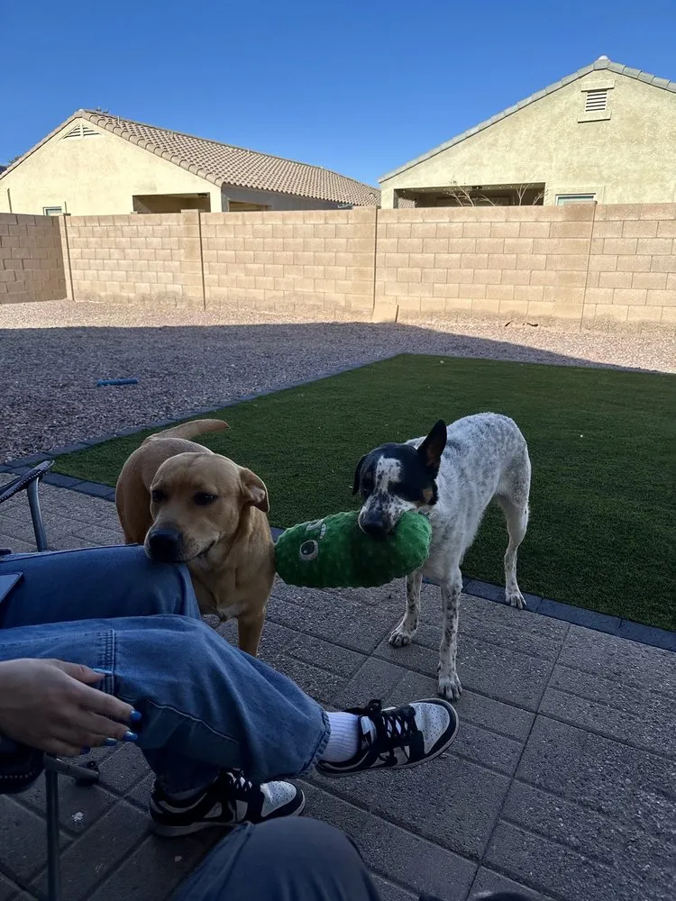 Reliable yard cleanup service near you in Phoenix, AZ by Best Choice Landscaping