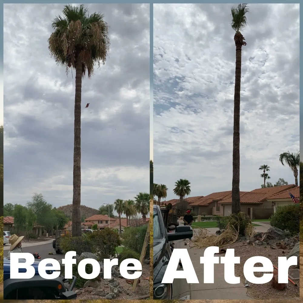 Reliable yard cleanup service in Phoenix, AZ - Best Choice Landscaping
