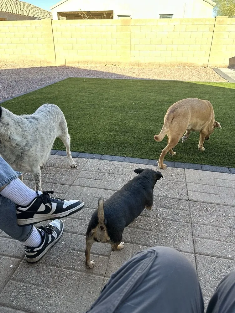 Reliable garden landscaping near you across Phoenix, AZ - Best Choice Landscaping