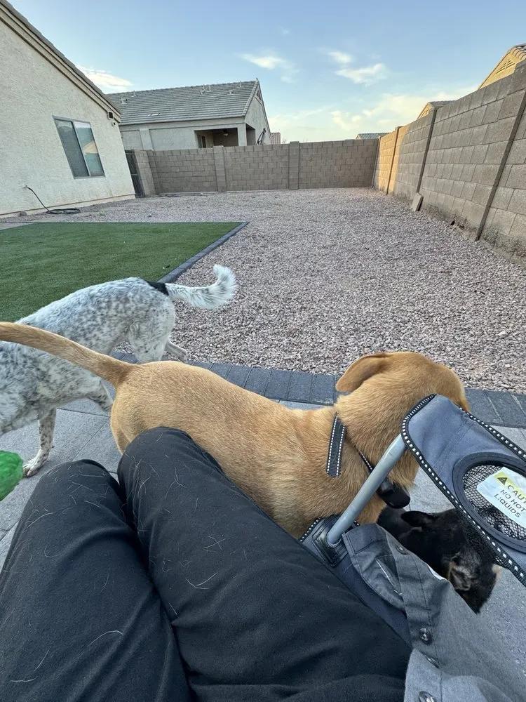 Reliable landscape design in Phoenix, AZ by Best Choice Landscaping