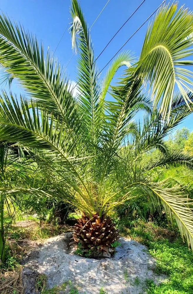 Local lawn mowing service in Bokeelia, FL by Best Choice Nursery & Landscaping