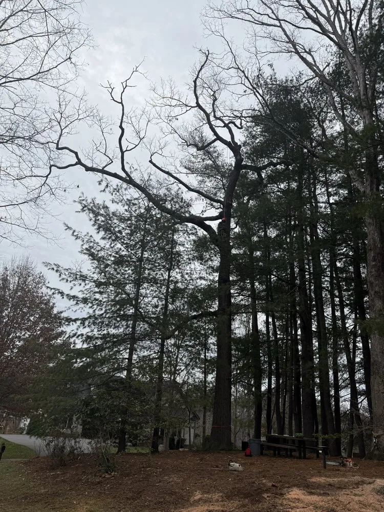 Local yard cleanup service in Culpeper, VA by Best Cut Tree Service And Landscaping