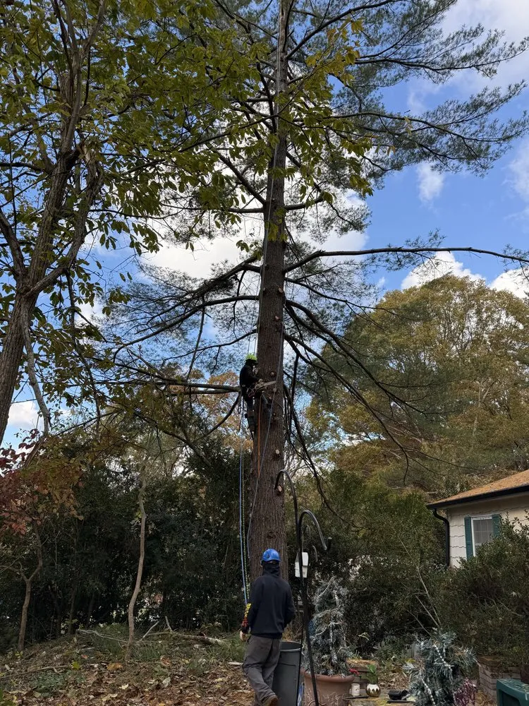 Professional landscape installation for beautiful yards in Culpeper, VA by Best Cut Tree Service And Landscaping