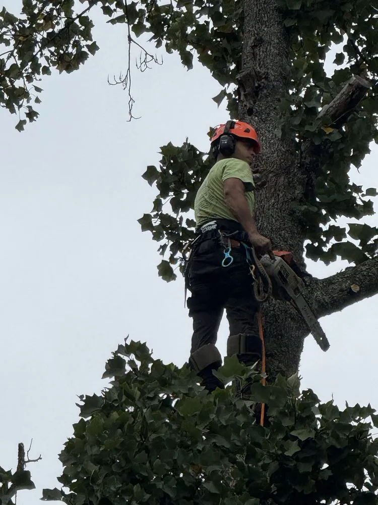 Custom landscape installation for outdoor upgrades in Culpeper, VA by Best Cut Tree Service And Landscaping