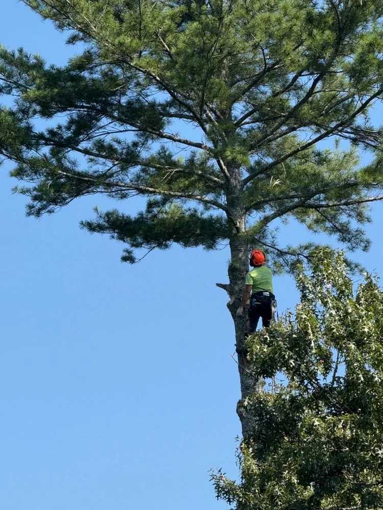 Top-rated landscape installation near you across Culpeper, VA - Best Cut Tree Service And Landscaping