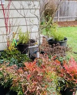 Local landscaping services in Kelso, WA - Best Cuts Lawn Care