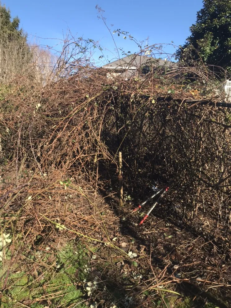 Professional lawn care service for year-round maintenance in Kelso, WA by Best Cuts Lawn Care