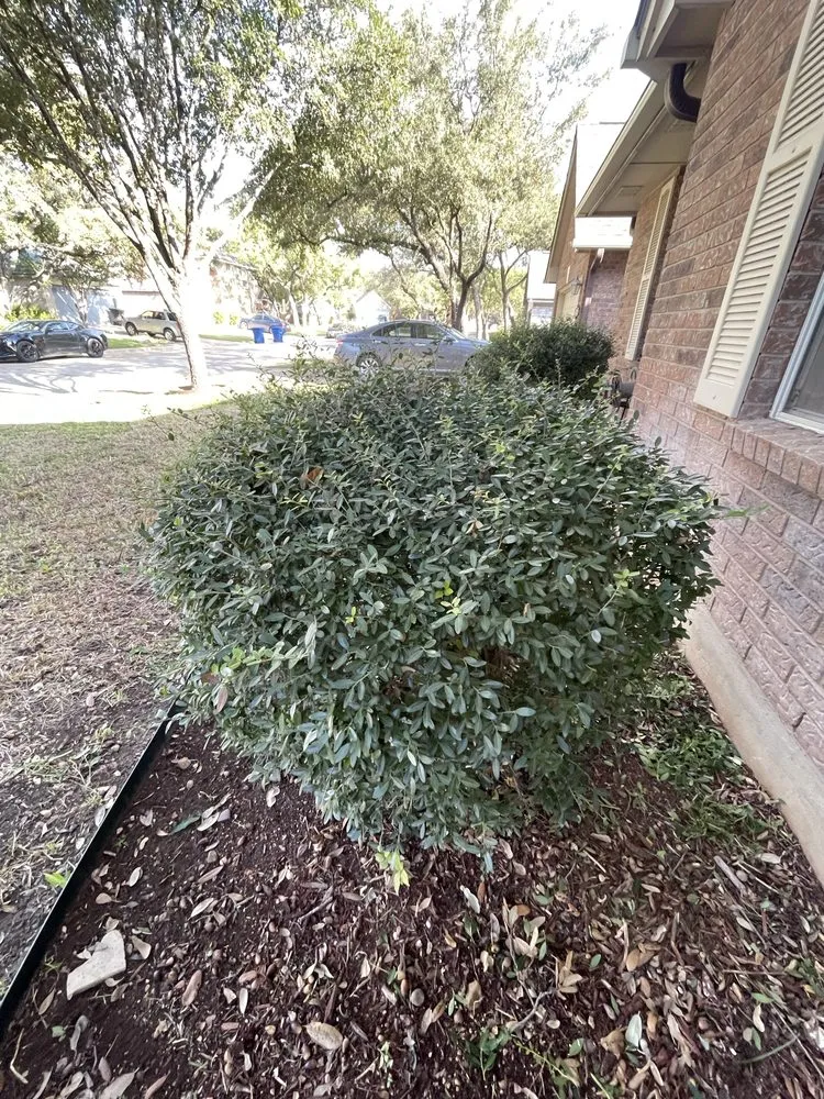 Custom residential landscaping in San Antonio, TX by Best Green Lawn Services