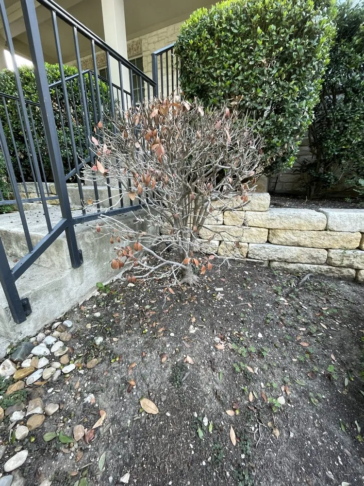 Professional outdoor landscaping for year-round maintenance across San Antonio, TX - Best Green Lawn Services