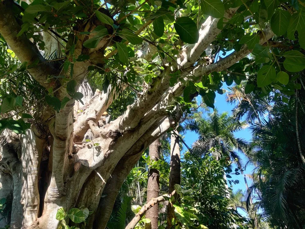 Reliable yard cleanup service in Punta Gorda, FL by Best Home Improvements