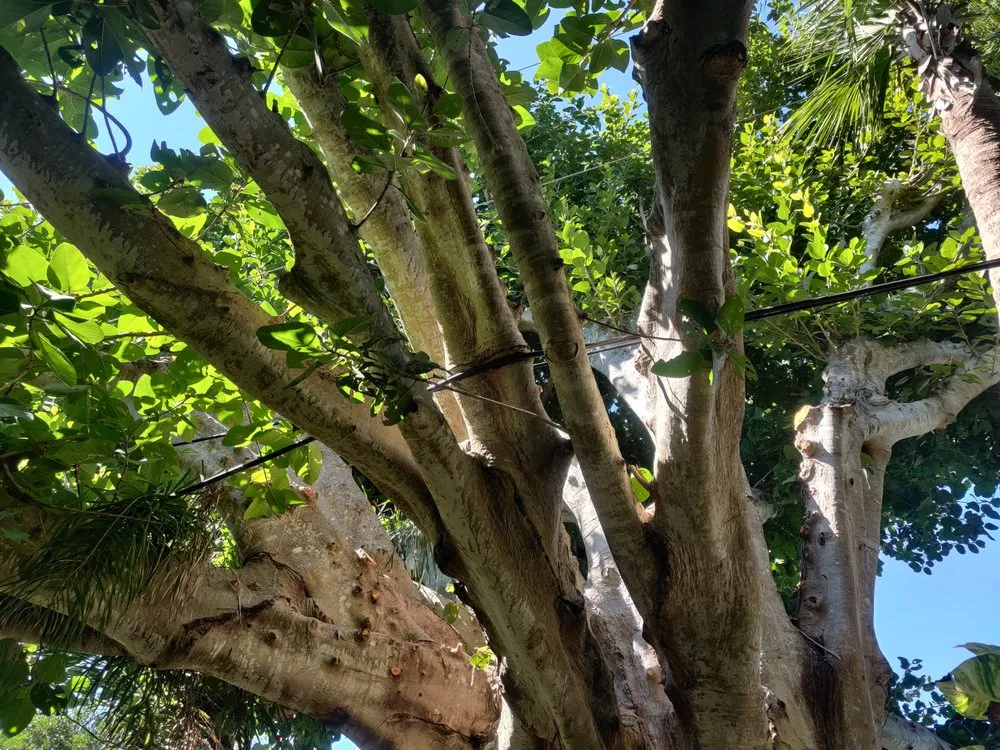 Custom landscaping services for outdoor upgrades in Punta Gorda, FL by Best Home Improvements