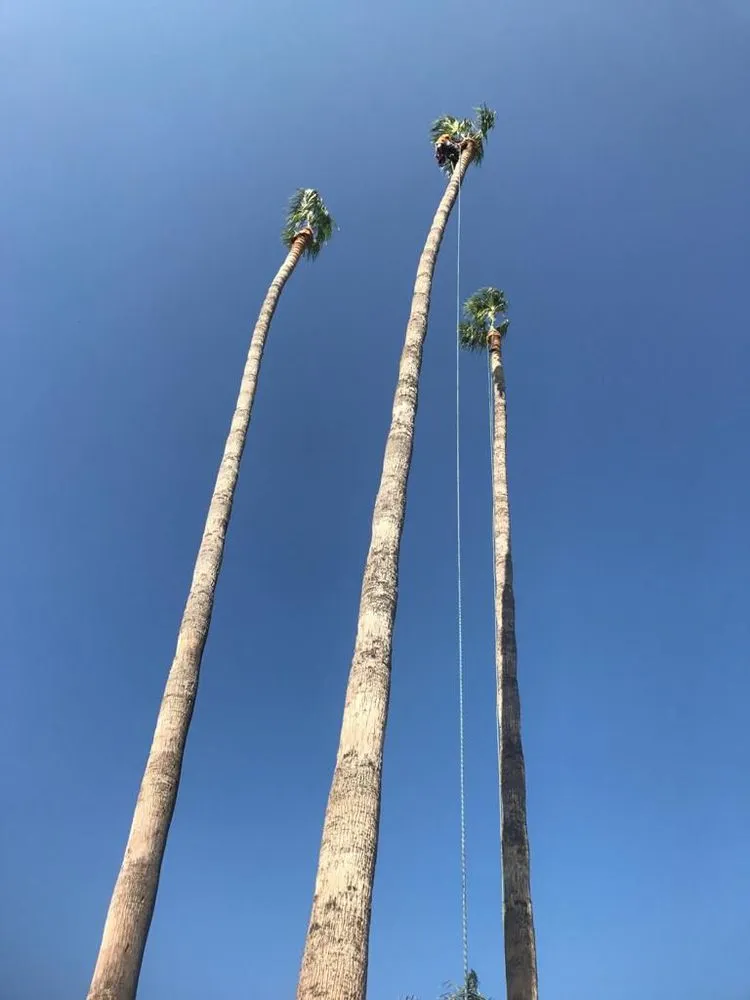 Professional yard maintenance in Los Angeles, CA - Best In Cali Tree Services