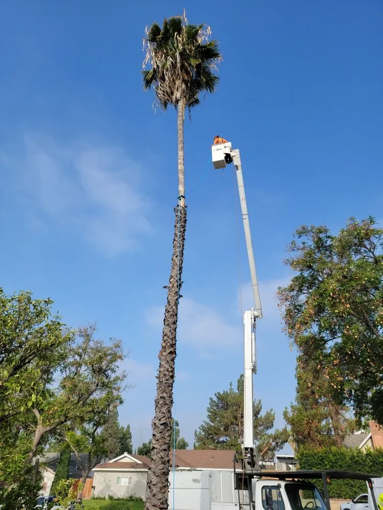 Reliable lawn mowing service in Los Angeles, CA - Best In Cali Tree Services