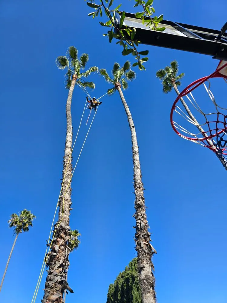 Trusted lawn mowing service for outdoor upgrades in Los Angeles, CA by Best In Cali Tree Services